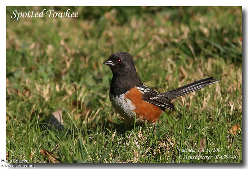 Spotted Towhee male adult